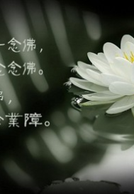 青荷生白蓮滅